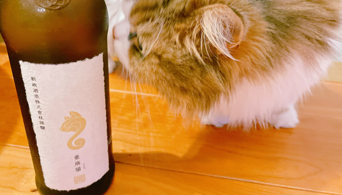 本日の1本】新政 亜麻猫（あまねこ）白麴で醸される「高酸味系日本酒 